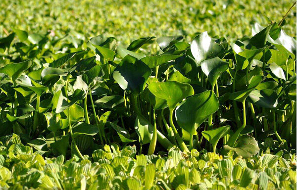 環(huán)保知識(shí)，教你如何辨別水質(zhì)