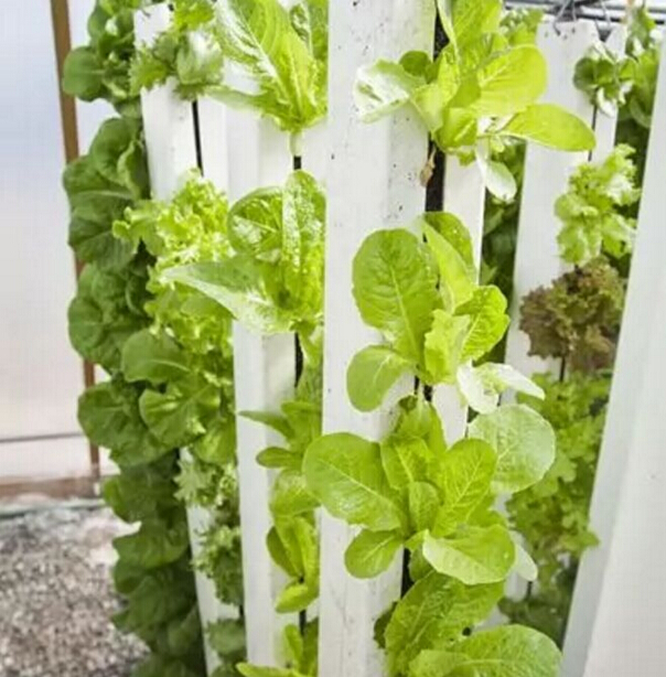 如何解決溫飽問題？荷蘭垂直農(nóng)場種蔬菜