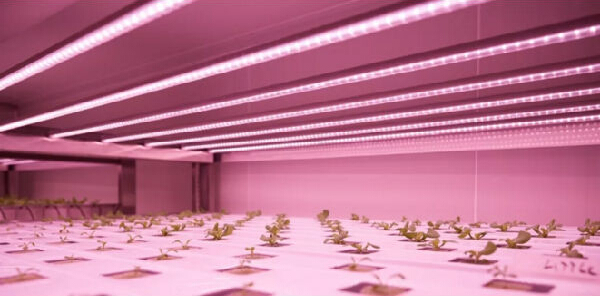 如何解決溫飽問題？荷蘭垂直農(nóng)場種蔬菜