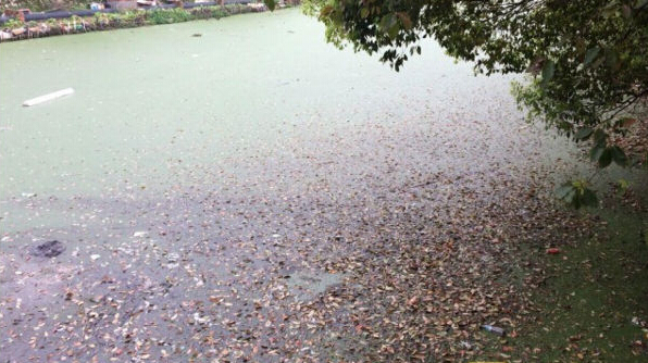 2019年治水任務(wù)，水環(huán)境治理進(jìn)行了怎樣的部署