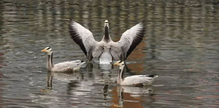 少用塑料袋，重回環(huán)?？沙掷m(xù)綠色生活方式