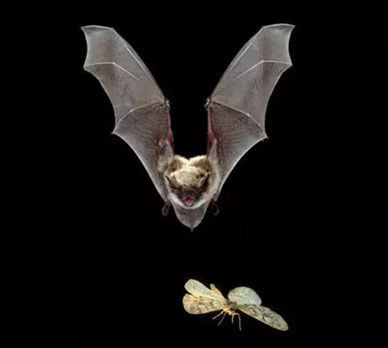 說(shuō)說(shuō)光污染有哪些危害