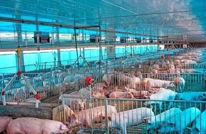 要與人造肉分庭抗禮，環(huán)保肉勢在必行